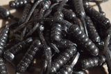 Black Pearl