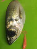 Yako